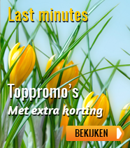 Last minute hotels