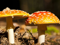 Alle hotels in de herfstvakantie